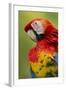 Scarlet Macaw, Costa Rica-Paul Souders-Framed Photographic Print