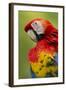 Scarlet Macaw, Costa Rica-Paul Souders-Framed Photographic Print