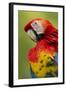 Scarlet Macaw, Costa Rica-Paul Souders-Framed Photographic Print