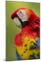 Scarlet Macaw, Costa Rica-Paul Souders-Mounted Photographic Print