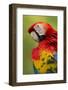 Scarlet Macaw, Costa Rica-Paul Souders-Framed Photographic Print