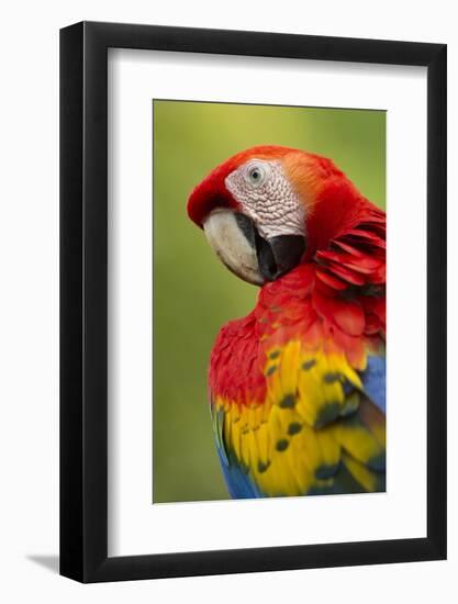 Scarlet Macaw, Costa Rica-Paul Souders-Framed Photographic Print