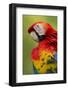 Scarlet Macaw, Costa Rica-Paul Souders-Framed Photographic Print