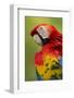 Scarlet Macaw, Costa Rica-Paul Souders-Framed Photographic Print