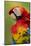 Scarlet Macaw, Costa Rica-Paul Souders-Mounted Photographic Print