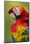 Scarlet Macaw, Costa Rica-Paul Souders-Mounted Photographic Print