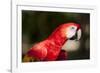 Scarlet Macaw, Costa Rica-Paul Souders-Framed Photographic Print