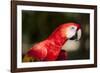 Scarlet Macaw, Costa Rica-Paul Souders-Framed Photographic Print