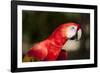 Scarlet Macaw, Costa Rica-Paul Souders-Framed Photographic Print