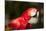 Scarlet Macaw, Costa Rica-Paul Souders-Mounted Photographic Print