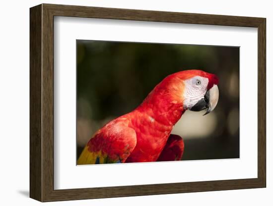 Scarlet Macaw, Costa Rica-Paul Souders-Framed Photographic Print