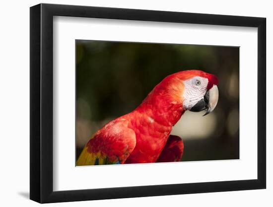 Scarlet Macaw, Costa Rica-Paul Souders-Framed Photographic Print