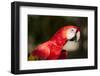 Scarlet Macaw, Costa Rica-Paul Souders-Framed Photographic Print