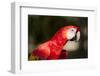 Scarlet Macaw, Costa Rica-Paul Souders-Framed Photographic Print