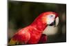 Scarlet Macaw, Costa Rica-Paul Souders-Mounted Photographic Print