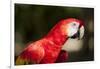 Scarlet Macaw, Costa Rica-Paul Souders-Framed Photographic Print