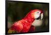 Scarlet Macaw, Costa Rica-Paul Souders-Framed Photographic Print