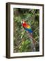 Scarlet Macaw, Costa Rica-null-Framed Photographic Print