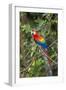 Scarlet Macaw, Costa Rica-null-Framed Photographic Print