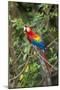 Scarlet Macaw, Costa Rica-null-Mounted Photographic Print