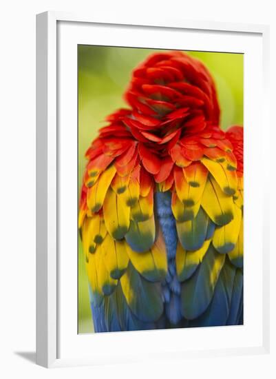 Scarlet Macaw, Costa Rica-null-Framed Photographic Print