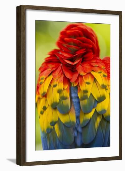 Scarlet Macaw, Costa Rica-null-Framed Photographic Print