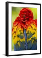 Scarlet Macaw, Costa Rica-null-Framed Photographic Print