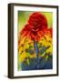 Scarlet Macaw, Costa Rica-null-Framed Photographic Print