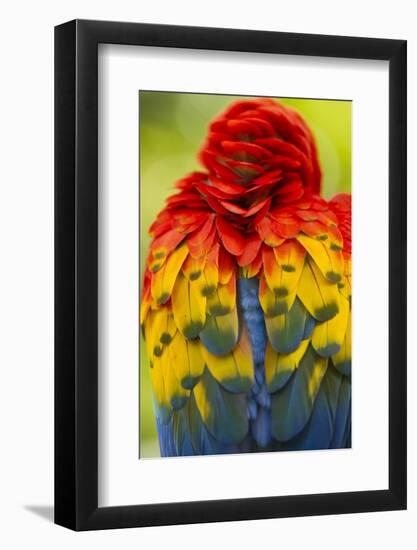 Scarlet Macaw, Costa Rica-null-Framed Photographic Print