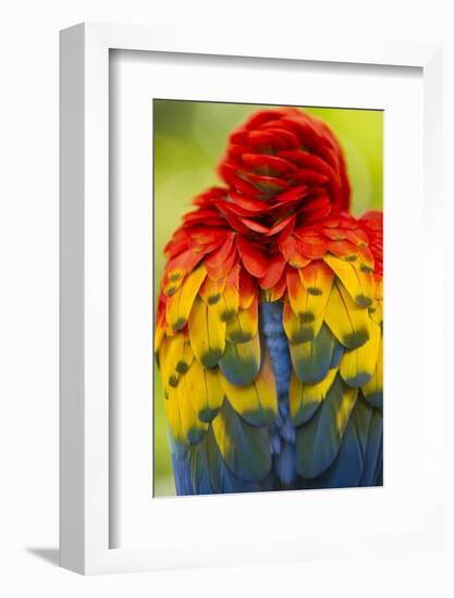 Scarlet Macaw, Costa Rica-null-Framed Photographic Print