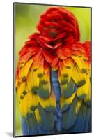 Scarlet Macaw, Costa Rica-null-Mounted Photographic Print