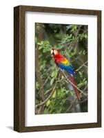 Scarlet Macaw, Costa Rica-null-Framed Photographic Print