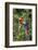 Scarlet Macaw, Costa Rica-null-Framed Photographic Print