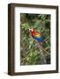 Scarlet Macaw, Costa Rica-null-Framed Photographic Print