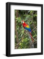 Scarlet Macaw, Costa Rica-null-Framed Photographic Print