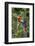 Scarlet Macaw, Costa Rica-null-Framed Photographic Print