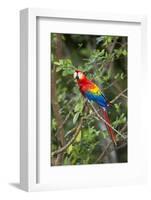 Scarlet Macaw, Costa Rica-null-Framed Photographic Print