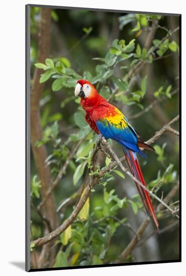 Scarlet Macaw, Costa Rica-null-Mounted Photographic Print