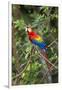 Scarlet Macaw, Costa Rica-null-Framed Photographic Print