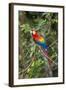 Scarlet Macaw, Costa Rica-null-Framed Photographic Print