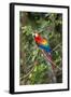 Scarlet Macaw, Costa Rica-null-Framed Photographic Print