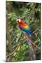 Scarlet Macaw, Costa Rica-null-Mounted Photographic Print