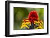 Scarlet Macaw, Costa Rica-null-Framed Photographic Print