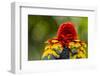 Scarlet Macaw, Costa Rica-null-Framed Photographic Print