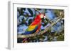 Scarlet Macaw, Costa Rica-null-Framed Photographic Print