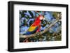 Scarlet Macaw, Costa Rica-null-Framed Photographic Print