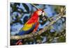 Scarlet Macaw, Costa Rica-null-Framed Photographic Print