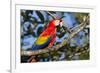 Scarlet Macaw, Costa Rica-null-Framed Photographic Print