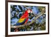 Scarlet Macaw, Costa Rica-null-Framed Photographic Print