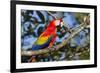 Scarlet Macaw, Costa Rica-null-Framed Photographic Print